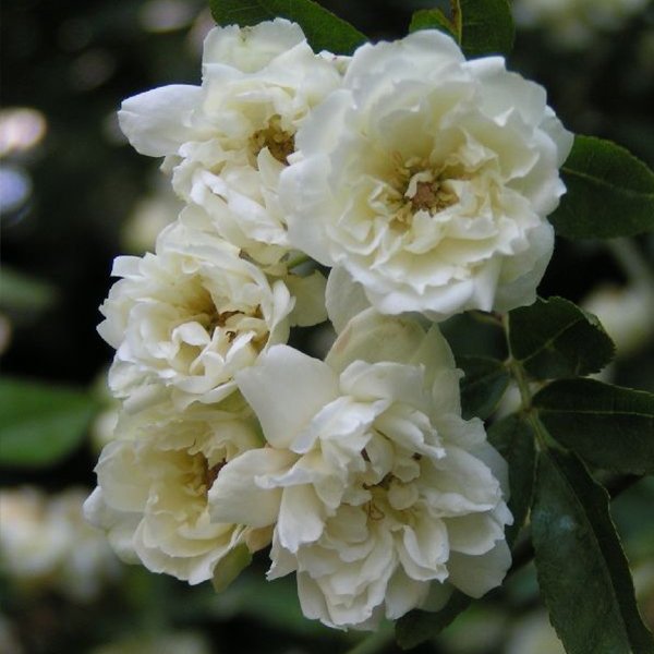 Banksiae Alba, a white rambling rose.