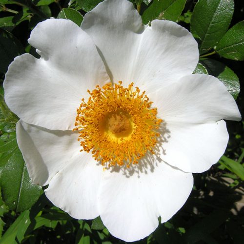 Rosa bracteata - White Species Rose