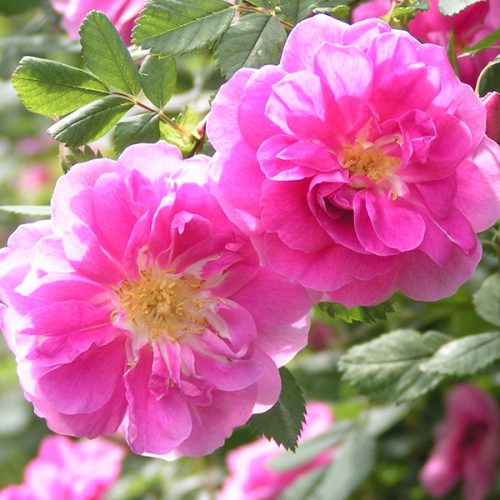 Rosa Califonica Plena - Pink Species Rose