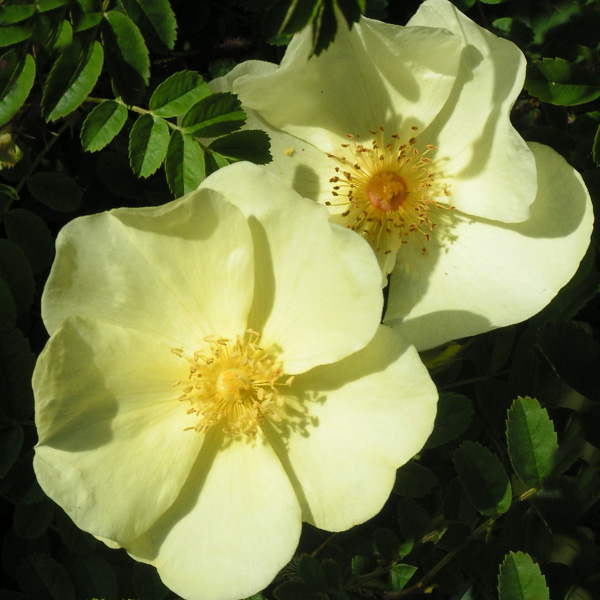 Rosa Cantabridgiensis - Yellow Species Rose