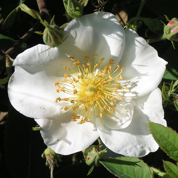 Rosa Dupontii - White Species Rose