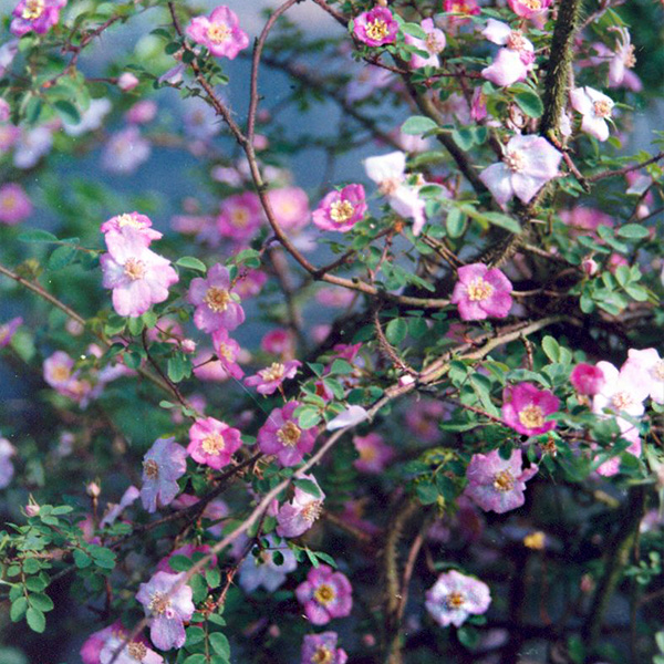 Rosa farreri 'Persetosa' - Pink Species Rose
