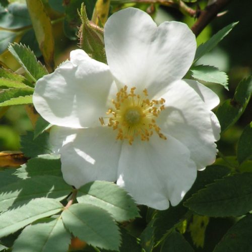 Rosa fedtshenkoana - White Species Rose