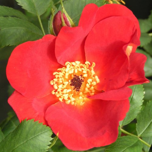 Rosa Foetida Bicolor - Red Species Rose