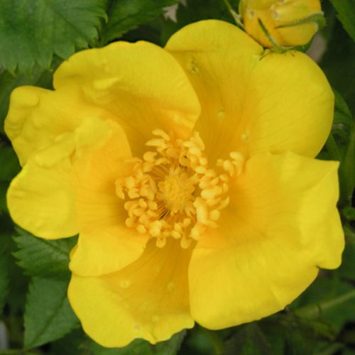 Rosa Foetida - Yellow Species Rose