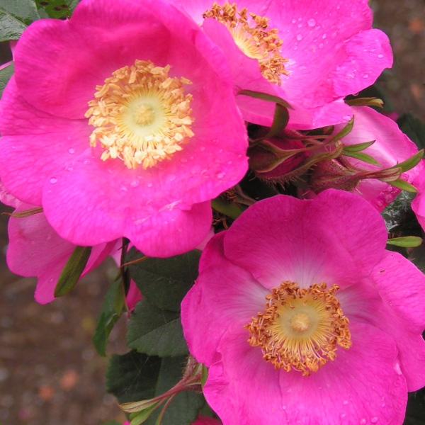 Rosa Forrestiana - Pink Species Rose