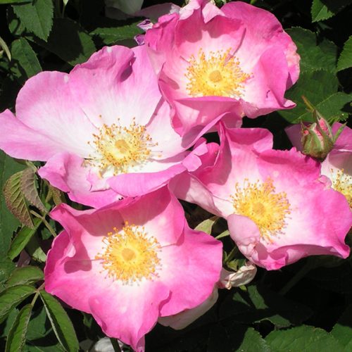 Rosa Gallica - Pink Gallica Rose