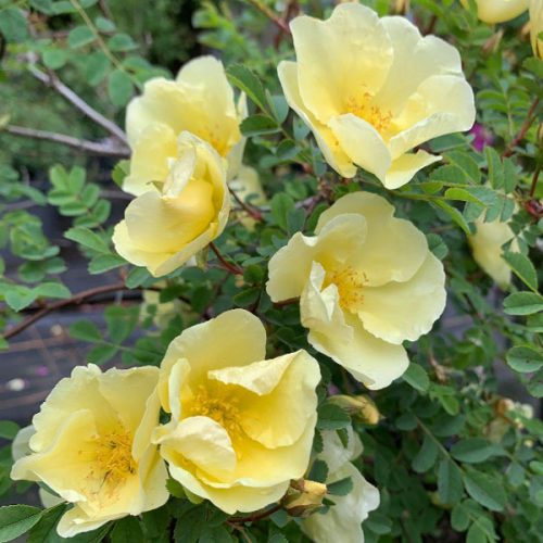 Rosa hugonis is a wild rose with single yellow petals and a strong musky scent.
