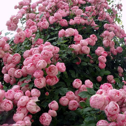 Rosa macrantha 'Raubritter' - Pink Species Rose