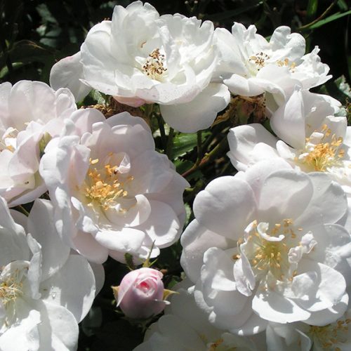 Rosa Moschata Nastarana - White Species Rose