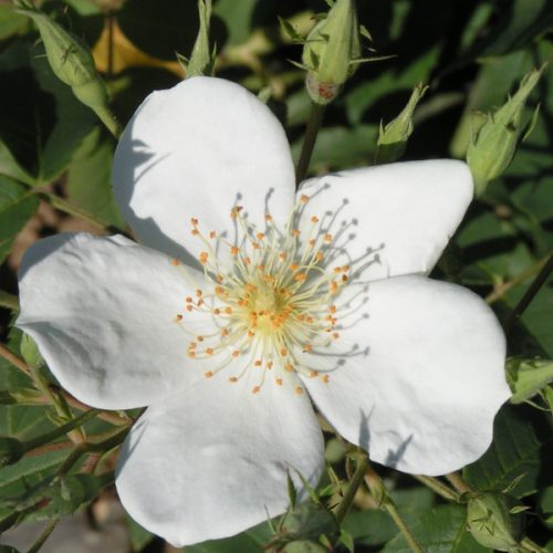Rosa Moschata - White Species Rose