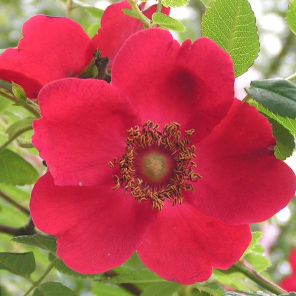 Rosa moyesii Parkrose in A-Qualität Wurzelware
