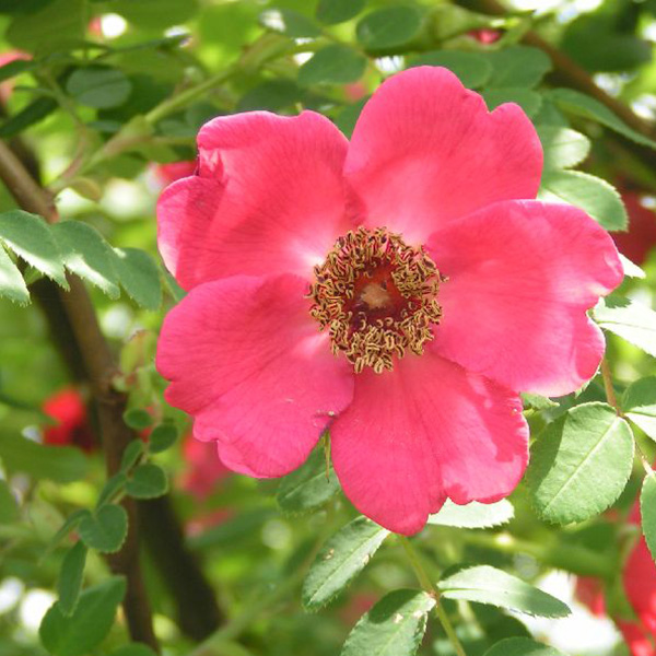 Rosa moyesii 'Geranium' - Species Rose