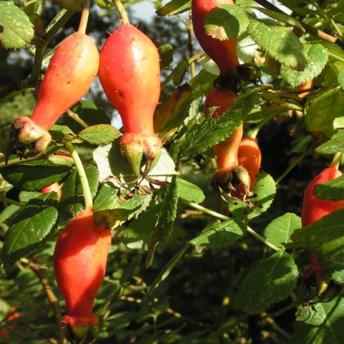 Rosa moyseii - Hips