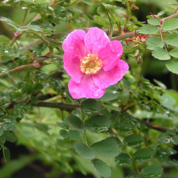 Rosa Multibracteata - Pink Species Rose