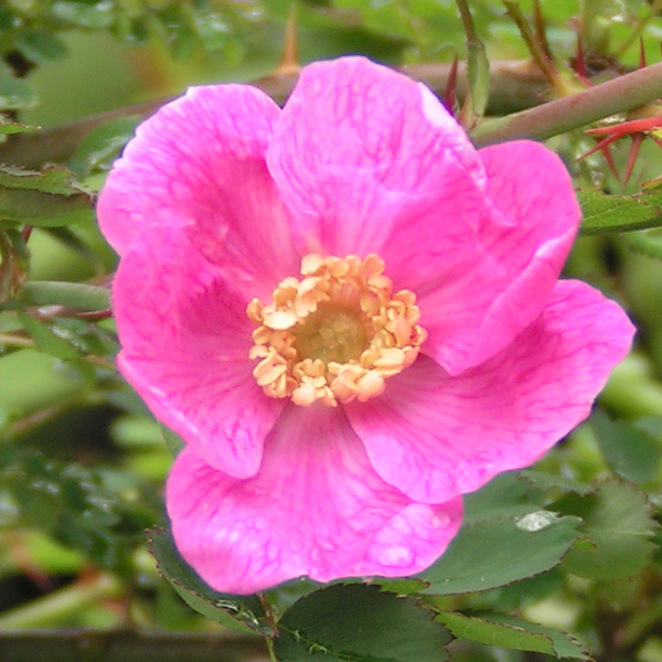 Rosa Multibracteata - Pink Species Rose