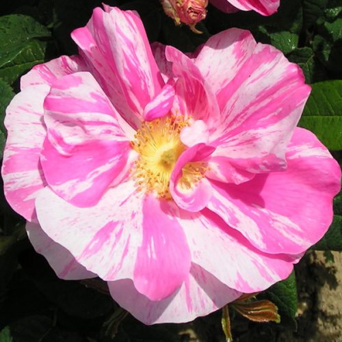 Rosa Mundi - Striped Gallica Rose