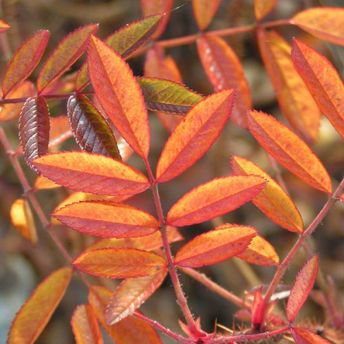Rosa nitida - Autumn Foliage