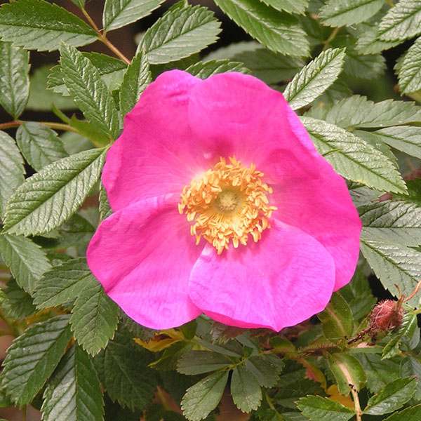 Rosa nitida - Pink Species Rose