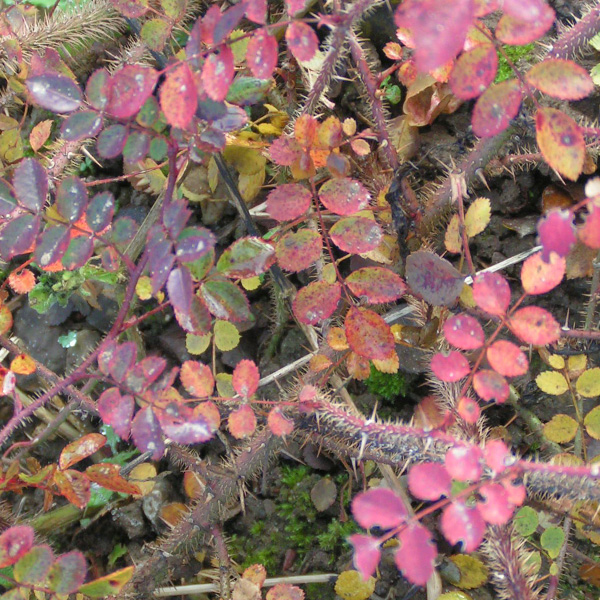 Rosa persetosa - Autumn Colour