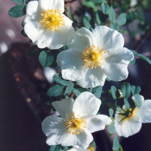 Rosa pimpinellifolia - White Species Rose