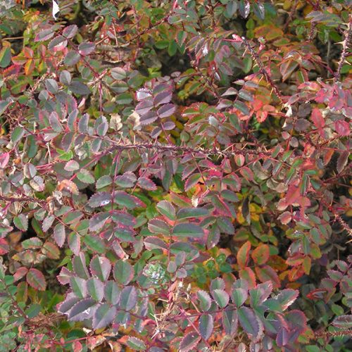 Rosa pimpinellifolia 'Double White' - Autumn Foliage