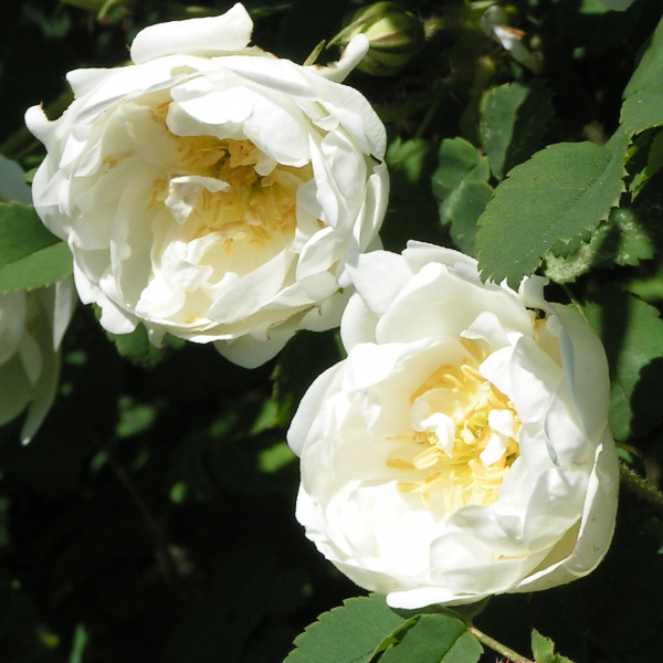 Rosa pimpinellifolia 'Double White' - White Species Rose
