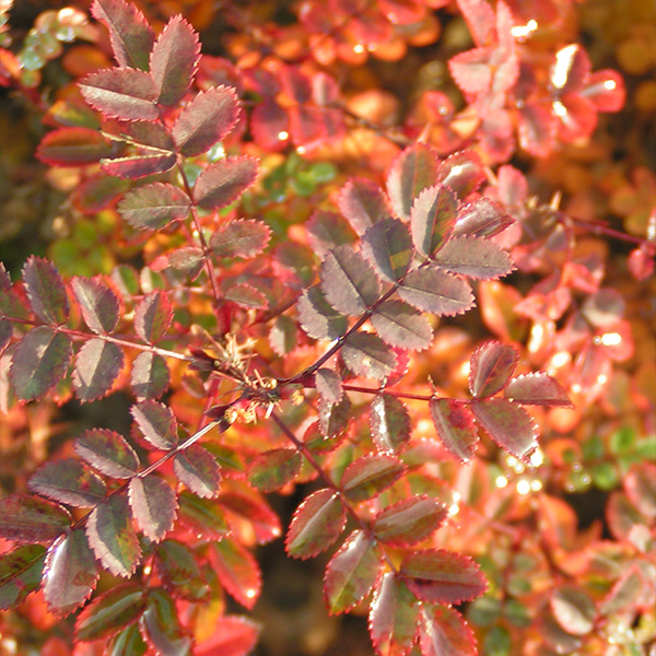 Rosa pimpinellifolia 'Marbled Pink' - Autumn Foliage