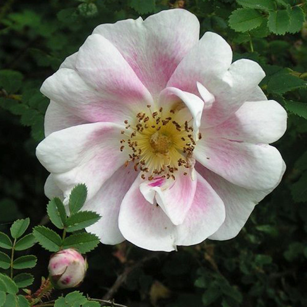 Marbled Pink Rose - Species Rose