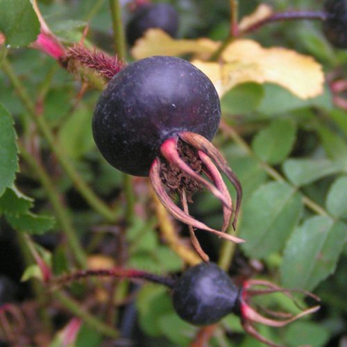 Rosa Pimpinellifolia - Black Hips
