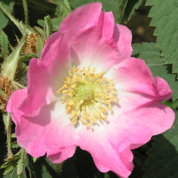 Rosa Pomifera - Pink Species Rose