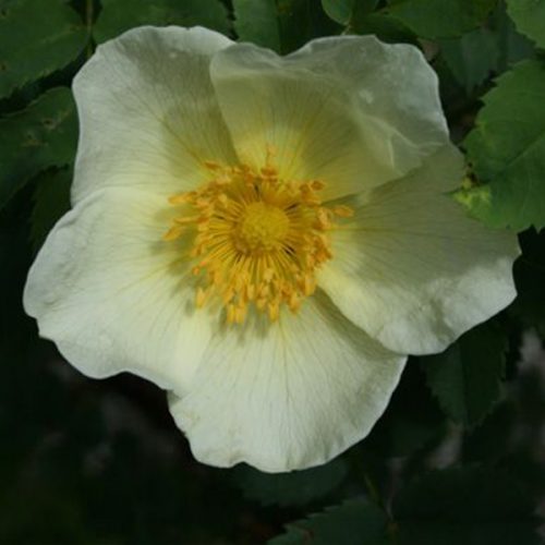 Rosa Primula - Yellow Species Rose