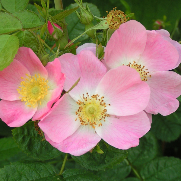 Rosa rubiginosa - Pink Species Rose