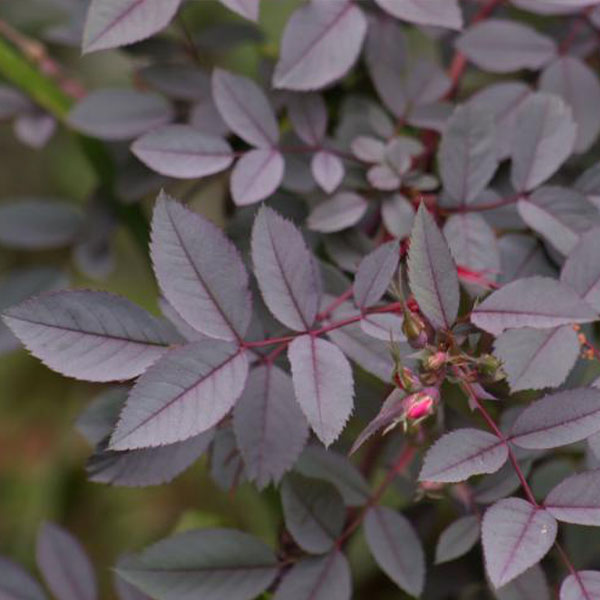 Rosa Rubrifolia - Purple Foliage
