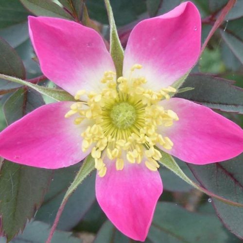 Rosa Rubrifolia a.k.a Rosa glauca - Pink Species Rose