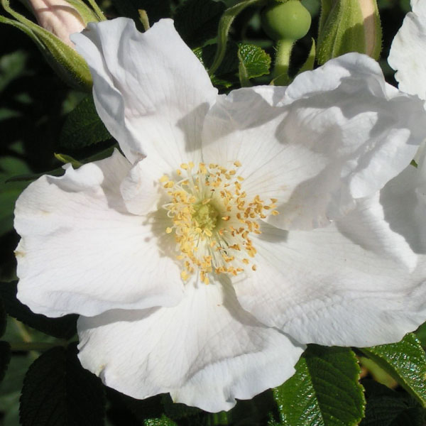 Rosa Rugosa Alba - White Rugosa Rose