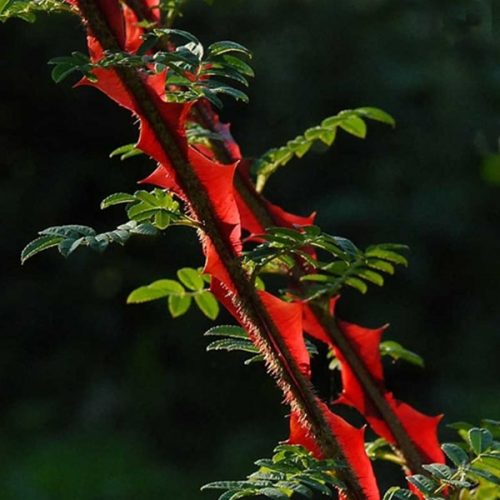 Rosa sericea 'Pteracantha' - Thorns