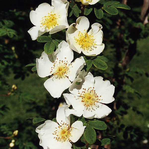 Rosa sericea 'Pteracantha' - White Species Rose
