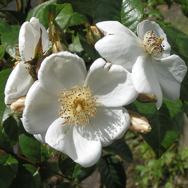 Rosa sinowilsonii - White Rambling Rose