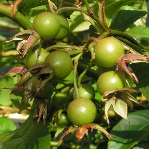 Rosa sinowilsonii - Autumn Hips