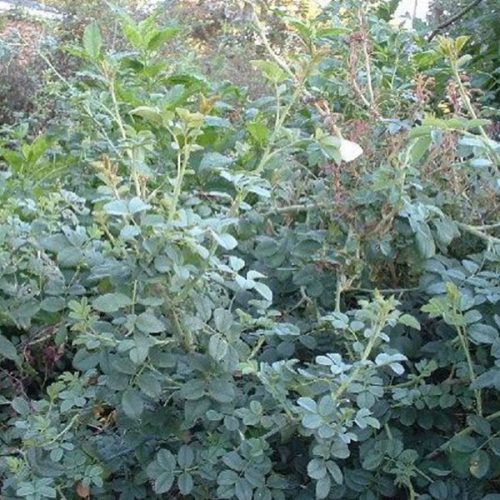 Rosa soulieana - Grey Green Foliage