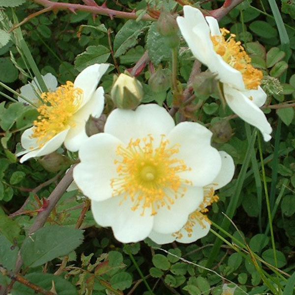 Rosa Soulieana - White Species Rose