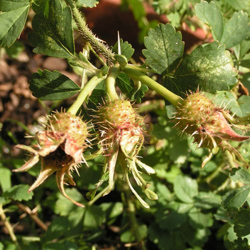 Rosa Stella 'Mirifica' - 'Chesnut Hips'