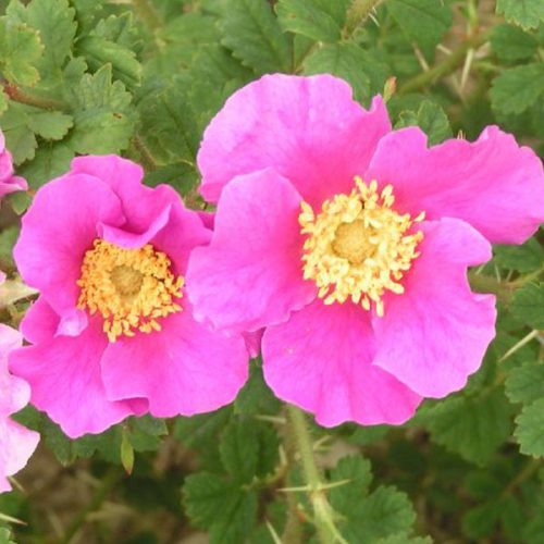 Rosa stellata 'Mirifica' - Pink Species Rose