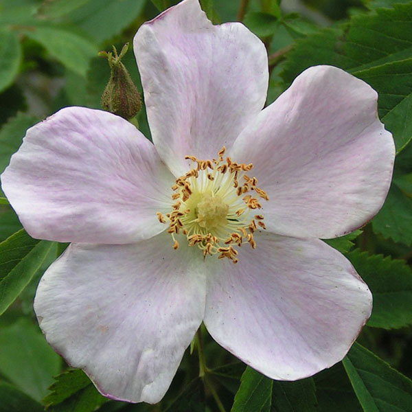 Rosa suffulta - Pink Species Rose