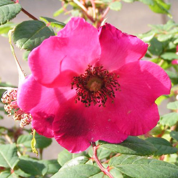 Rosa-Sweginzowii-Macrocarpa - Species Rose