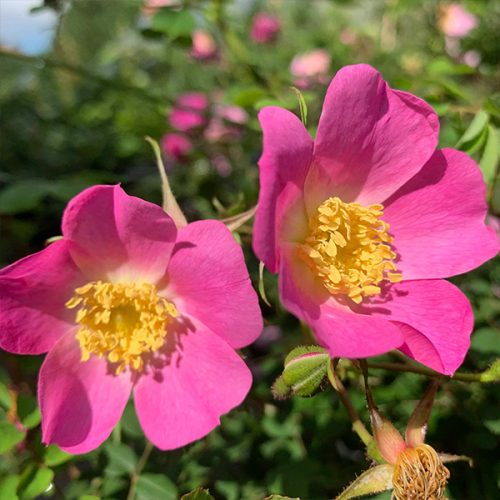 Rosa webbiana - A pink single species rose.