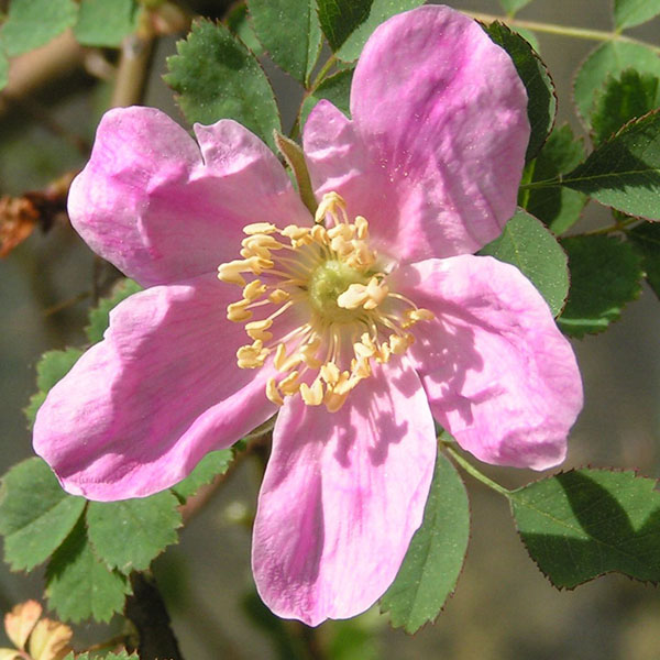 Rosa willmottiae - Pink Species Rose