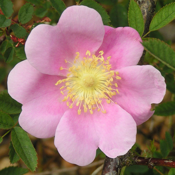 Rosa woodsii 'Fendleri' - Species Rose