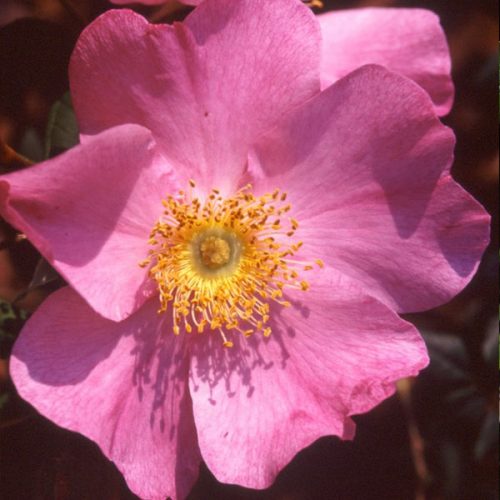 Rosa x coryana - Pink Species Rose